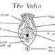Illustration for article titled The Book Of Jezebel: U Is For Urban Myth; V Is For Vulva